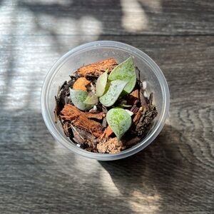 [SOLD] Hoya Krohniana Super Silver Rooted Cutting